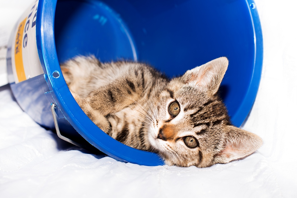 Cat events near shop me
